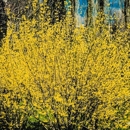 Forsythia Spectabilis 3l - Plante En Pot - Floraison Mars-avril - Couleur de la Fleur - Hauteur 3 m