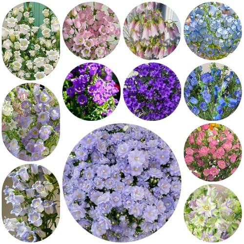 glockenblume mehrjährig - garten hochbeet balkon bio winterhart seltene 550samen