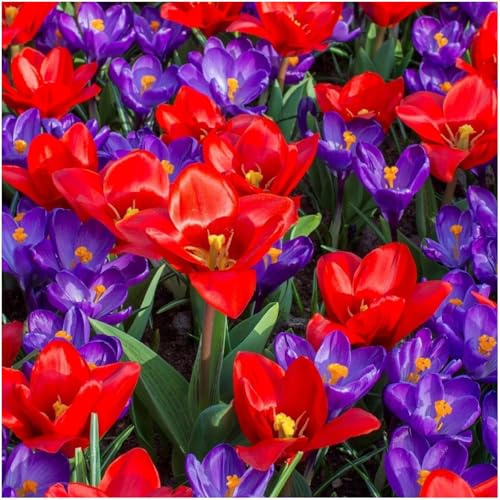 Großes Set Mix 30 Stk. Krokus Krokusse Violet Tulpen Niedrige Tulpe Rot Rote Red Blumenzwiebeln Zwiebeln Blütenfarben Winterhart Mehrjährig