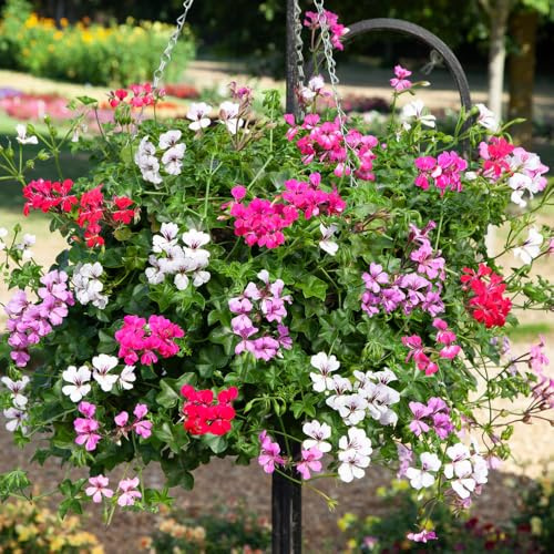Bedwen Pelargonium 'Reach Out Mix' 9cm Plant x2 – Vigorous Trailing Ivy Leaf Geranium in Vibrant Mixed Colours for Hanging Baskets