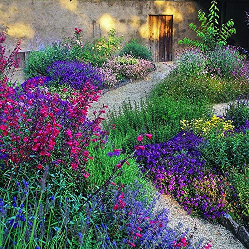 Mix of Nine Mixed Cottage Garden Ready Hardy Alpines & Perennials Flowering Plants Pot Grown Not Plugs