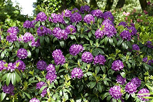 Rhododendron catawbiense 'Grandiflorum' 60–70 cm – Winterhart, Immergrün, Mehrjährig – Rhododendron – Zierstrauch für Garten & Kübel
