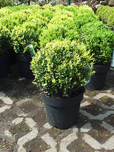 Buchsbaum Kugel Ø 22 cm