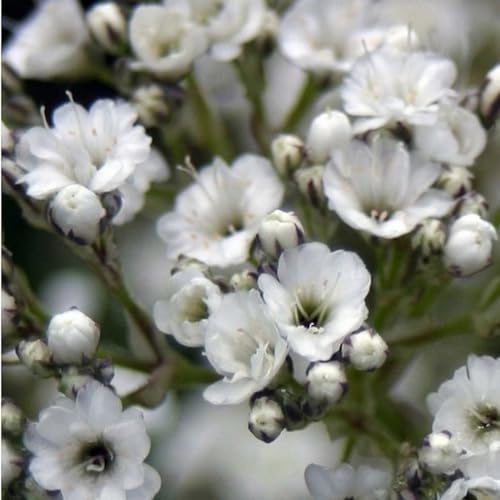 6 x Schleierkraut 'Schneeflocke' - Gypsophila Pan. 'Schneeflocke': Schneeweiße Schleierblumen.