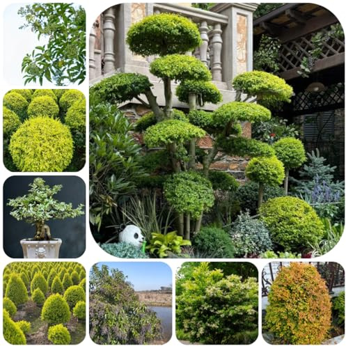 siepe di ligustro semi tappezzanti sostenibili giardino roccioso, giardino Decorazioni resistenti per il soggiorno ufficio sempreverdi rare 200semi