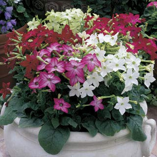 NICOTIANA MISCUGLIO NR.25 SEMI