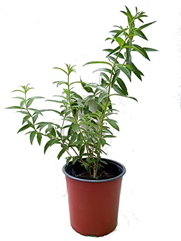 Hierbaluisa Planta Aromática Natural de Exterior para Jardín y Terraza