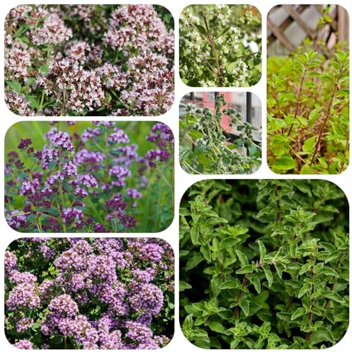 semi di maggiorana rare da giardino in vaso serre da balcone in vaso balcone serra selvatiche, resistenti giardino aromatiche per la cucina 750pcs