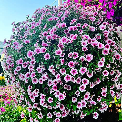 semillas de petunia - semillas de silvestres raras Decoraciones jardín exteriores resistentes jardines rocas verano lugares soleados decoración 650pcs