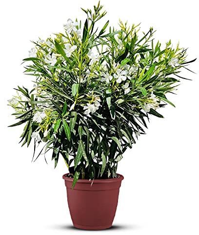 Tropictrees Nerium Oleander Pflanzen Winterhart mit weißen Blüten, 80–100 cm Höhe, Winterharte Pflanzen für Garten, hitze- und trockenheitsresistenter Strauch