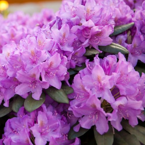 Rhododendron 'Catawbiense Grandiflorum' – Evergreen Azalea with Mauve Flowers & Glossy Green Foliage, Ideal for Acid Borders & Woodland Gardens - 1x 5 Litre Potted Plant by Thompson & Morgan