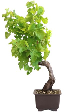 KENTIS - Bonsai di Vite - Vitis Vinifera Piante Vere fa Frutto da Esterno Ornamentali - Giardino Balcone Terrazzo - H 40/50 cm Vaso in Ceramica 22 cm
