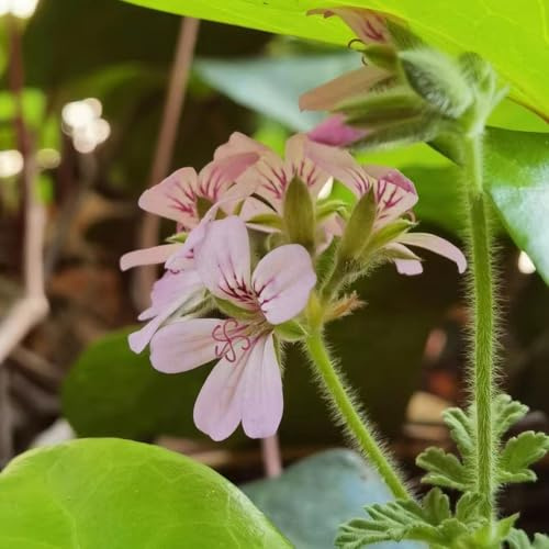 geranio limone - verdi pendenti, esterni ufficio giardino 2piante