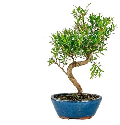 Bonsái Syzigium Buxifolium Natural Árbol de Interior o Exterior