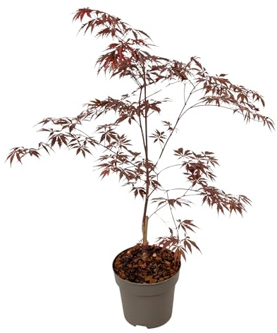 Plant in a Box - Acer palmatum 'Dentelle noire' - Érable du Japon - Résistant au froid - Pot 19cm - Hauteur 60-70cm