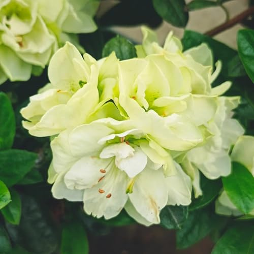 semi di azalea rododendro, resistenti, appartamento da giardino resistenti arbusti crescita rapida, interno giardino 75pcs