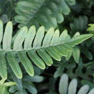 Polypodium vulgare – Winterhart, Mehrjährig, Immergrün – Tüpfelfarn – Bodendecker für Schattenbeet & Unterpflanzung im Garten