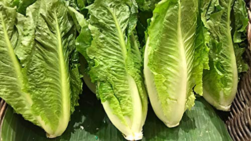 SEMILLAS LECHUGA ROMANA PARRIS ISLAND