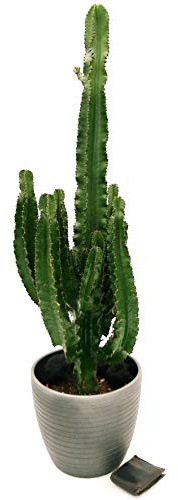 POWERS TO FLOWERS - EUPHORBIA VULCANA ERITREA, SPINA DI CRISTO, CACTUS DEL FREDDO IN VASO CERAMICA ANTRACITE, vaso 30cm altezza 130cm, pianta vera