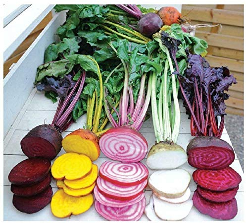 graines de betterave Rainbow 250 x graines 100% graines naturelles multicolores