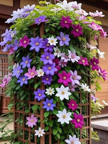 Raíz de clemátide. Resistente al frío, trepadora. El Rey de Fujimoto. Cultivo de jardín.Adaptable.-6 Bulbos-A