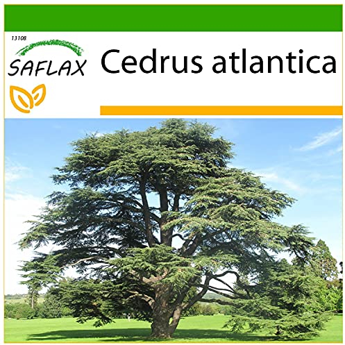 SAFLAX - Cedro dell'Atlante - 20 semi - Con substrato - Cedrus atlantica