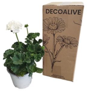 Geranio Blanco Natural DECOALIVE – Planta con Flores Intensamente Coloridas – Ideal para Exteriores