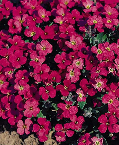 PREMIER SEEDS DIRECT - AUBRIETIA GRACILLIS - Rock CRESS - Royal RED - 0.15 GRAM ~ Approx 300 Seeds