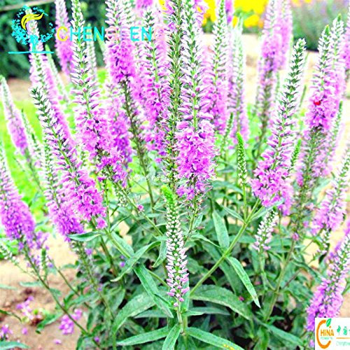 Graines de fleurs de Buddleia de buisson de papillon de couleurs mélangées Belle plante de bonsaï en pot DIY Jardin à domicile Paquet de 100 graines