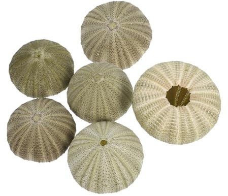 PRETYZOOM Conchas de Mar Naturales para Decoración de Playa Conchas Marinas Artesanales Soporte Colgante para Plantas de Aire y Costero