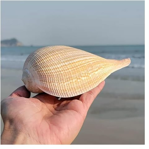 dekorativa snäckor, Naturlig stor snäckskal 8~15 cm for bröllopsdekoration strandtemafest(13~15cm)