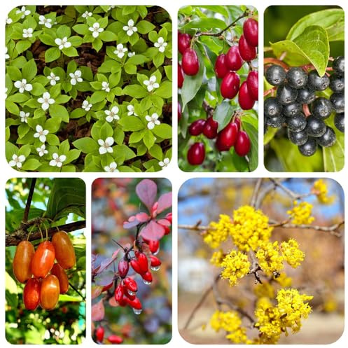 kornelkirschesamen, hochbeete für garten kletterpflanzen exotische zimmerpflanzen winterhart alte sorten dekoration blumenstauden gartendeko für draußen deko wohnzimmer gartenpflanzen 150pcs