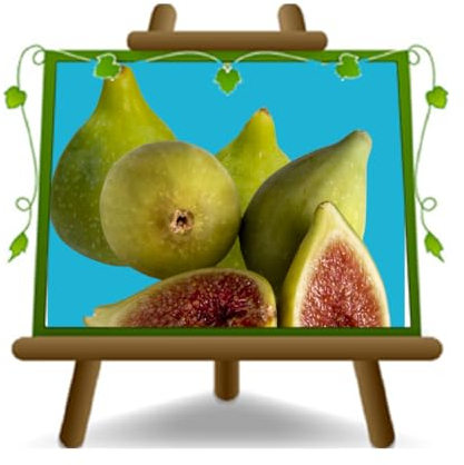 EURO PLANTS VIVAI Fico Melanzana Bianca Pianta da frutto su Vaso: ø 26 cm. - *Altezza: 180~200 cm. - Età 4 anni