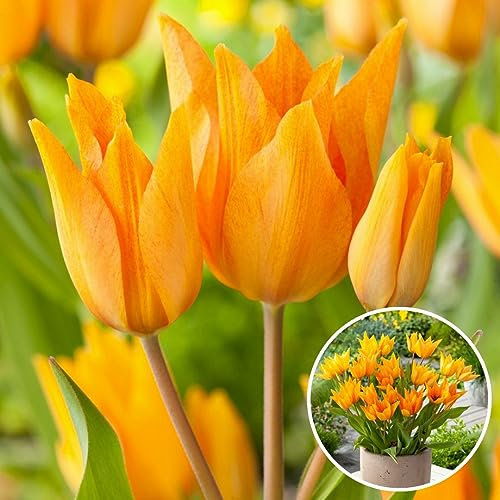 Plant in a Box - Tulipa praestans Shogun - Bulbi da fiore - Set di 40 - Tulipano Arancio