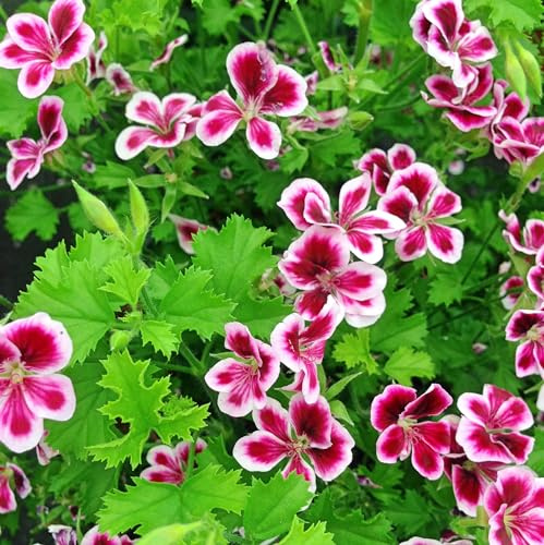 Citronella Plant Seeds for Planting - 1500+ Citronella Geranium Seeds Non-GMO Citronella Plant Seeds Home Heirloom Garden Perennial Plant