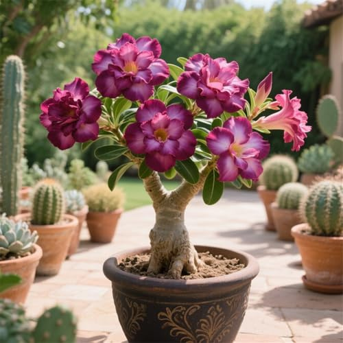 La rosa del desierto florece fácilmente durante toda la temporada sin necesidad de mantenimiento-1tubérculos-C