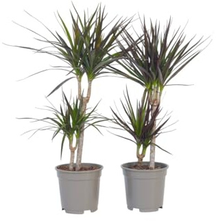 Plant in a Box - Dracaena Marginata - Drachenbaum - Zimmerpflanzen - 2er Set - Topf 17cm - Höhe 70-80cm