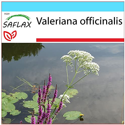 SAFLAX - Confezione regalo - Valeriana - 200 semi - Valeriana officinalis