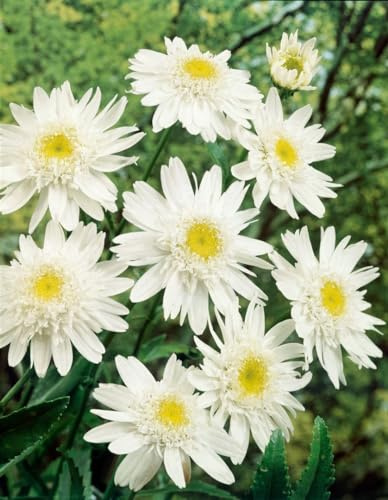 Leucanthemum x superbum 'Stina' ca. 9x9 cm Topf - Margerite, weiße Blüten, Blütezeit Juni-September, ideal für Beete, pflegeleicht und winterhart