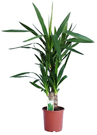 Dominik Blumen und Pflanzen, Yucca - Palme, Palm - Lilie, Yucca elephantipes, 2 - stämmig, 2 - 3 Liter Topf, ca. 60 cm hoch, 1 Zimmerpflanze, Kübelpflanze