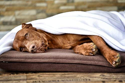 Bequemes Hunde Liegekissen mit angenähter Decke in Dunkelbraun und Weiß 110 x 100 cm - Geborgenheit und Ruhe für Hunde dank weichem Hunde-Kuschelbett und pflegeleichter Hundedecke für Zuhause und unterwegs