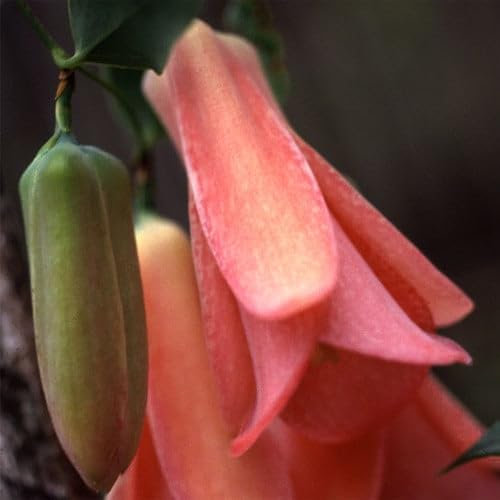 Plant World Seeds - Lapageria Rosea Seeds (Climber Seeds)