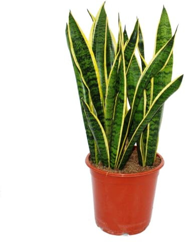 Sansevieria laurentii Bogenhanf kompakt mit kräftigen Farben 80cm