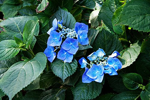 Hydrangea macrophylla 'Blaumeise' 40–60 cm – Winterhart, Mehrjährig, Pflegeleicht – Bauernhortensie – Blütenstrauch für Garten & Kübel