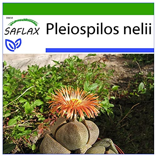 SAFLAX - Sukkulenten - Lebender Granit - 40 Samen - Mit keimfreiem Anzuchtsubstrat - Pleiospilos nelii