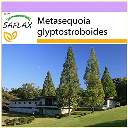 SAFLAX - Urwelt - Mammutbaum - 60 Samen - Metasequoia glyptostroboides