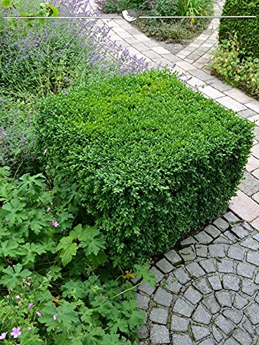 Buchsbaum 50-60 cm. 10 Heckenpflanzen. Immergrün, Winterhart & Pflegeleicht