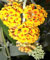 Buddleja davidii Golden Glow - Schmetterlingsstrauch - 60-80 cm