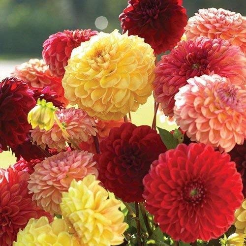 Semi Dalia Pompon Fiori Mix (variabilis) 30 + Semi