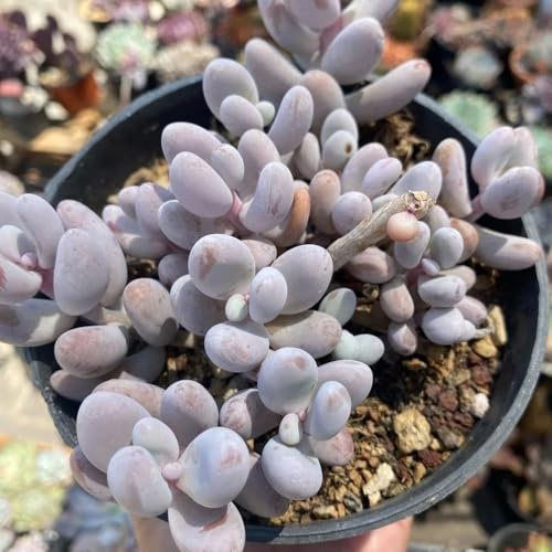 SedumSamen, exotische büropflanzen sukkulenten winterhart exotische steingartenpflanzen winterhart 150pcs